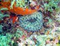 DSC05101 - Anemone de mer~